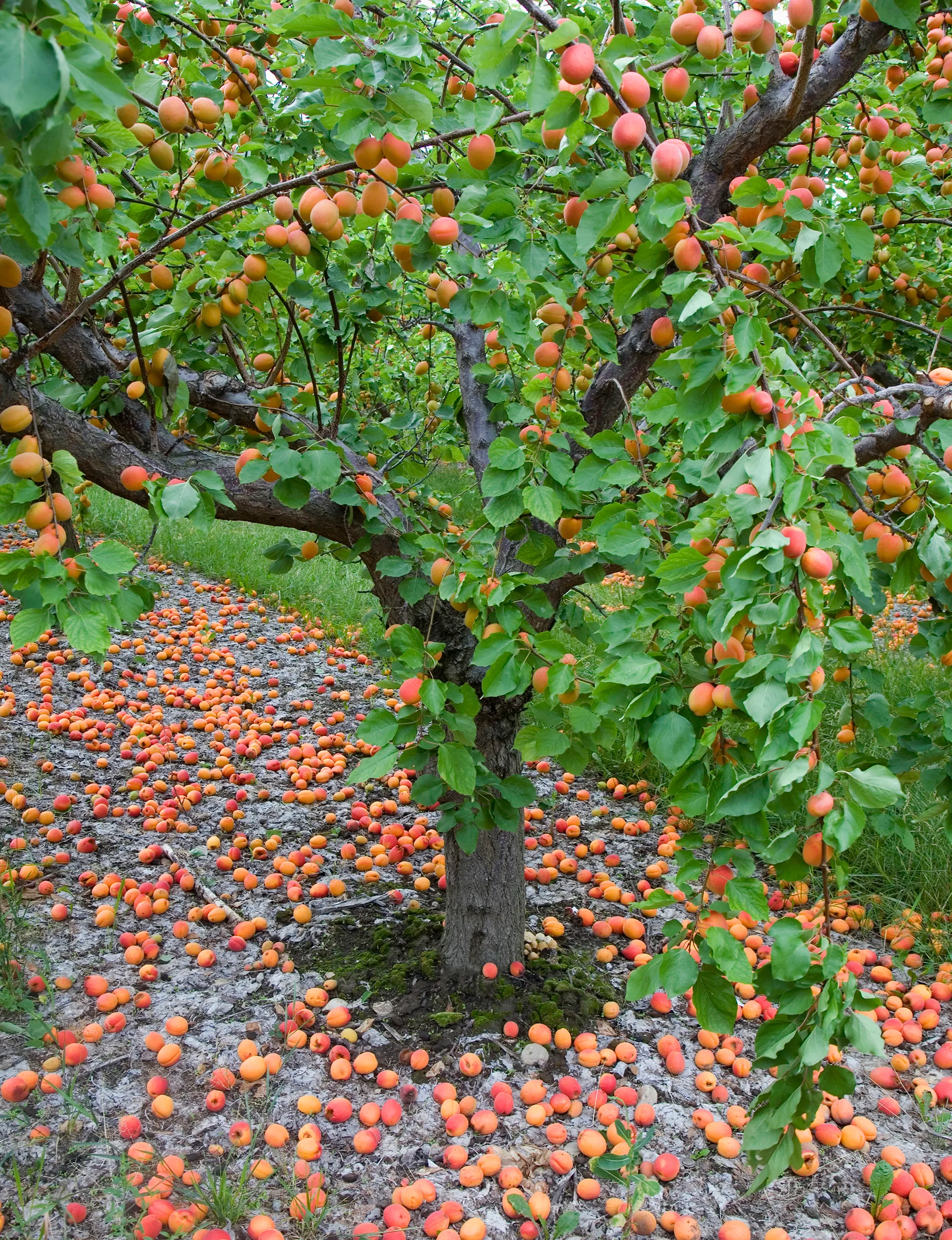 Four of your summer gardening questions answered