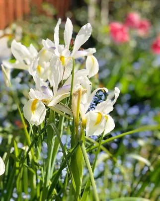 White irises blooming in a garden with a blurred background of greenery and pink flowers.