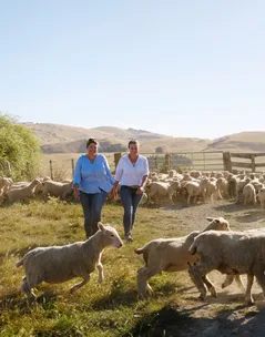 Two people walking on a sunny farm path surrounded by a flock of sheep in a rural landscape.
