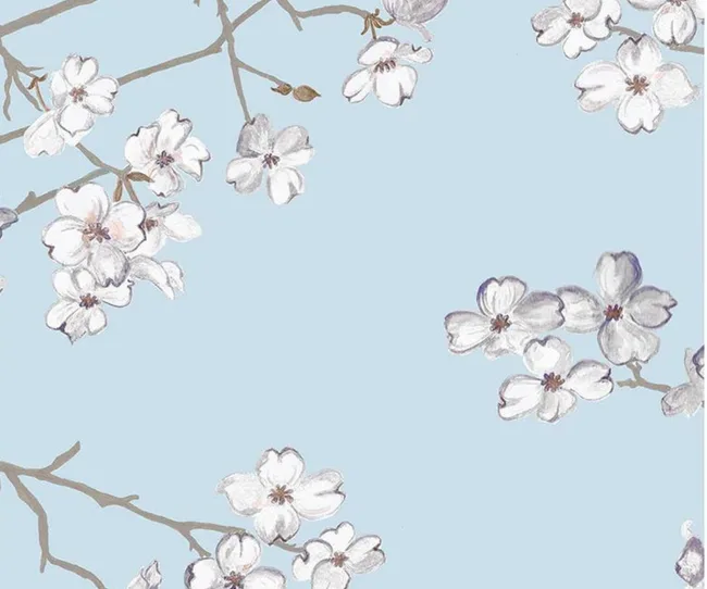 White cherry blossoms on light blue background with brown branches.