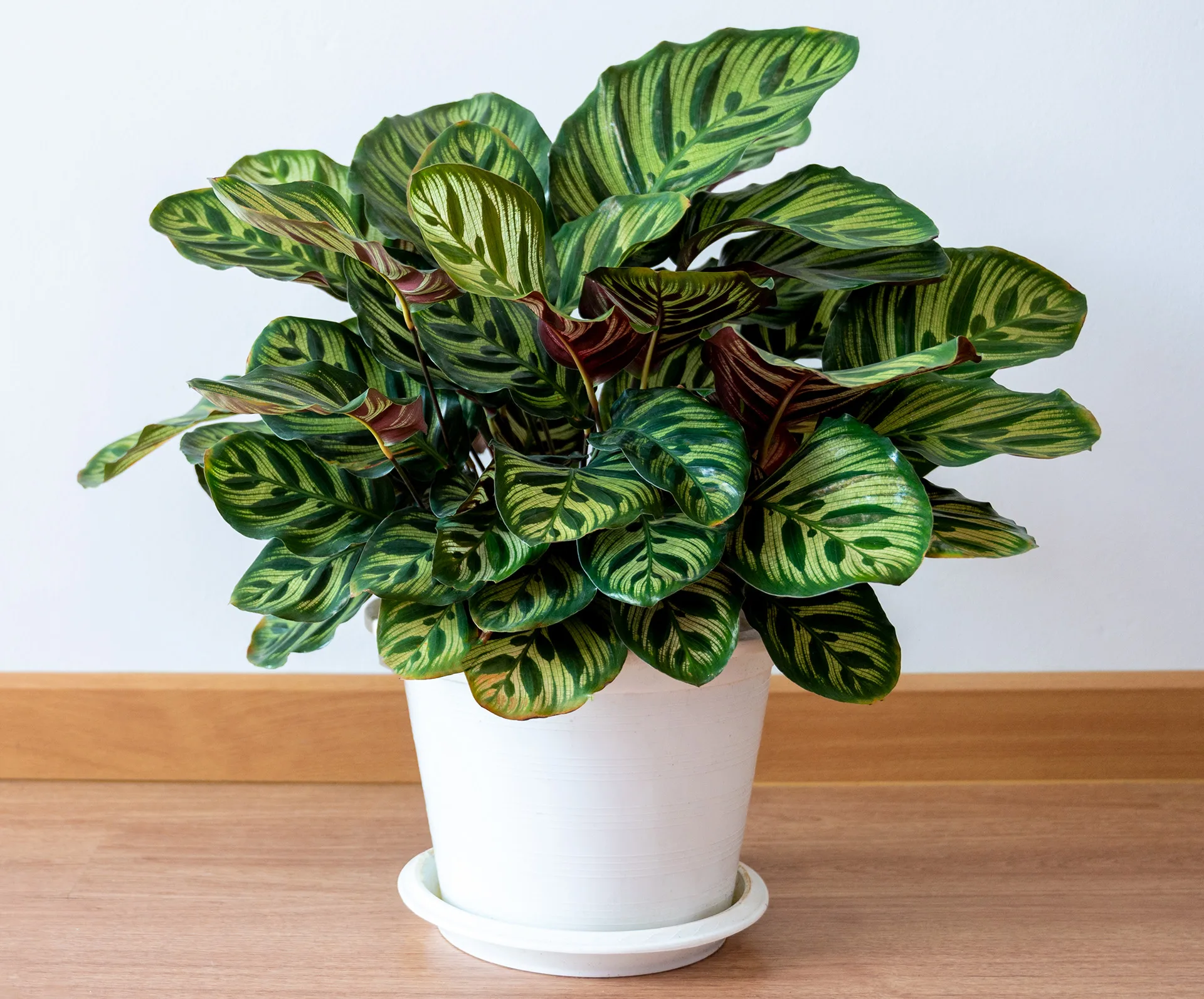 A Calathea Medallion plant with patterned green leaves in a white pot on a wooden floor.