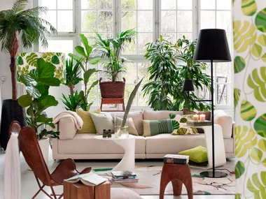 10 of the best pot plants for your home