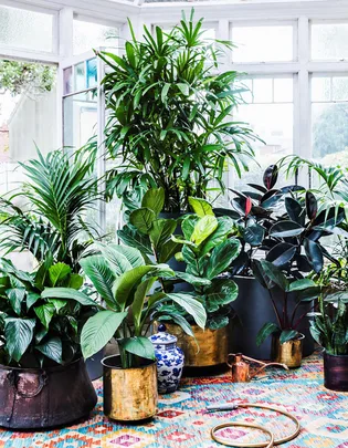 A room filled with various potted indoor plants, a blue-patterned vase, and a colorful rug on the floor.