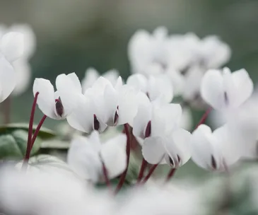 10 fabulous winter bloomers