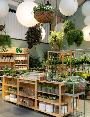 Plant store interior with hanging planters and shelves filled with various potted plants and terrariums.
