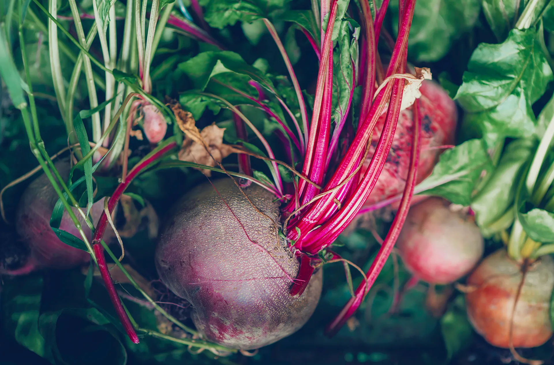Fresh beets with vibrant red stems and lush green leaves.