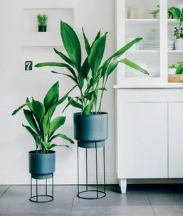 Two green plants in modern black pots on stands, against a white wall and cabinet, creating a minimalist look.