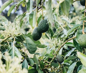 Holy guacamole: How to grow an avocado from the pit