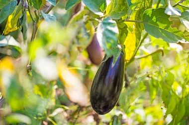Eggplant growing on a plant surrounded by green leaves in bright sunlight.