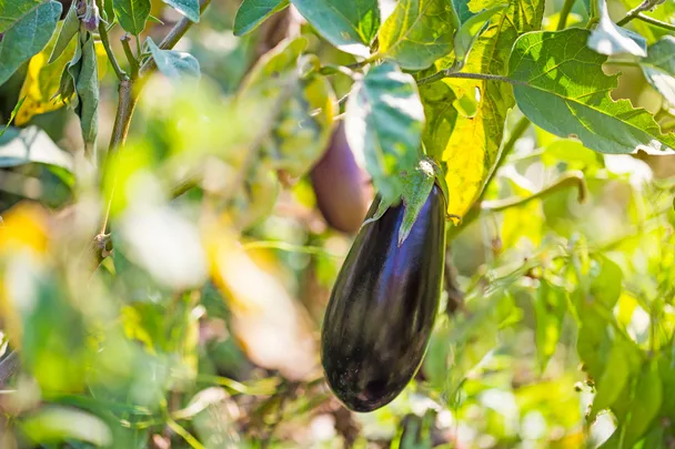 Eggplant growing on a plant surrounded by green leaves in bright sunlight.