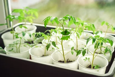 Young tomato seedlings growing in white cups on a windowsill.