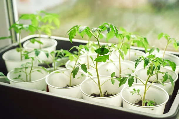 Young tomato seedlings growing in white cups on a windowsill.