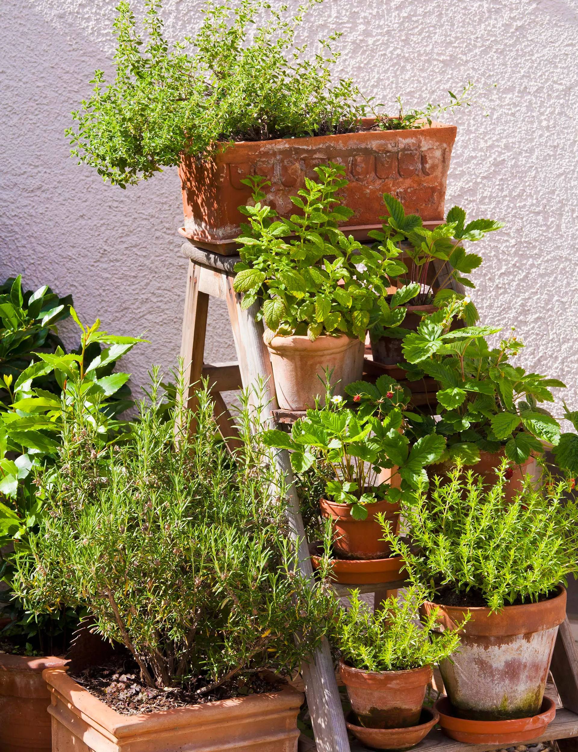 Potted herbs on a wooden ladder against a textured white wall, with sunlight highlighting the greenery.