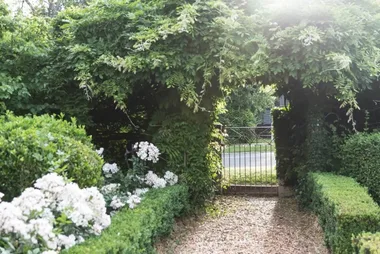 Garden gate with climbing plants and white flowers, leading to a sunny pathway surrounded by greenery.