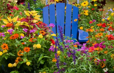 Blue wooden chair surrounded by vibrant, multicolored flowers in a garden setting.