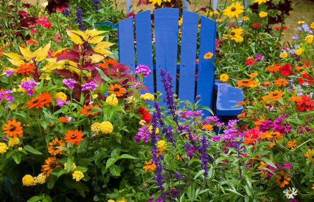 Blue wooden chair surrounded by vibrant, multicolored flowers in a garden setting.