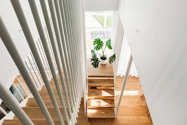 Modern wooden staircase with white railings, sunlight streaming in, and a potted monstera plant on the landing.