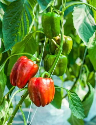 Red and green bell peppers growing on a plant with green leaves in the background.
