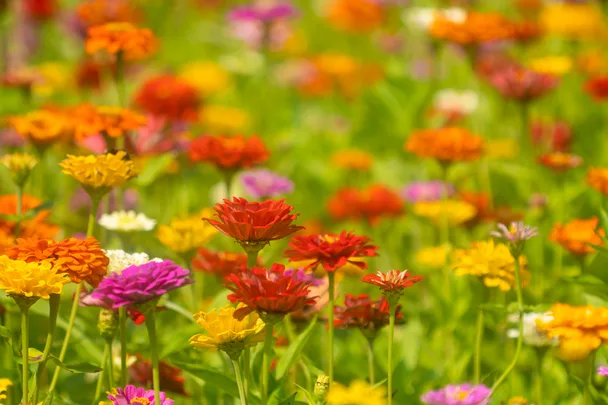 A vibrant field of colorful flowers, including red, orange, yellow, and pink blooms, in soft focus against a green background.