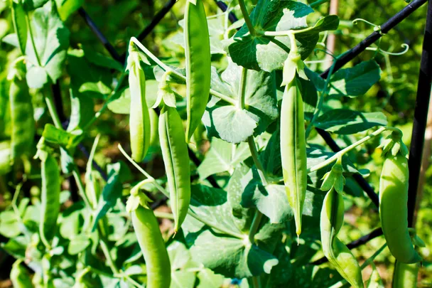 Green sugar snap pea pods growing on vines in sunlight.