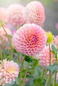 Ten ways to quickly give your garden a facelift