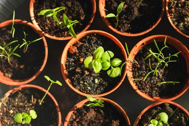 Potted seedlings sprouting in soil under sunlight, viewed from above.