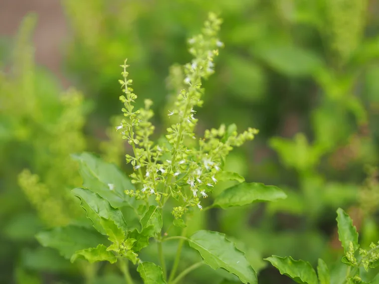 Close-up of a blooming basil plant with small white flowers and green leaves in a garden setting.