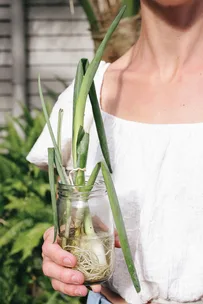 How to grow vegetables from your kitchen window
