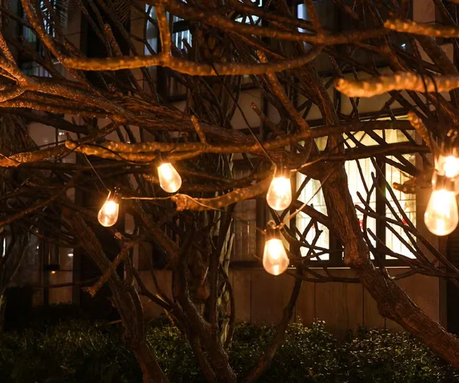 String lights hanging on tree branches at night, with glowing bulbs and a softly lit building in the background.