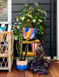 Colorful plant pots with various houseplants on a wooden deck beside a rattan chair.