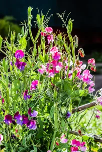 What you should be doing in your garden this autumn