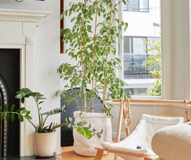 A cozy living room with large potted plants by a window and a modern chair, creating a bright and inviting atmosphere.