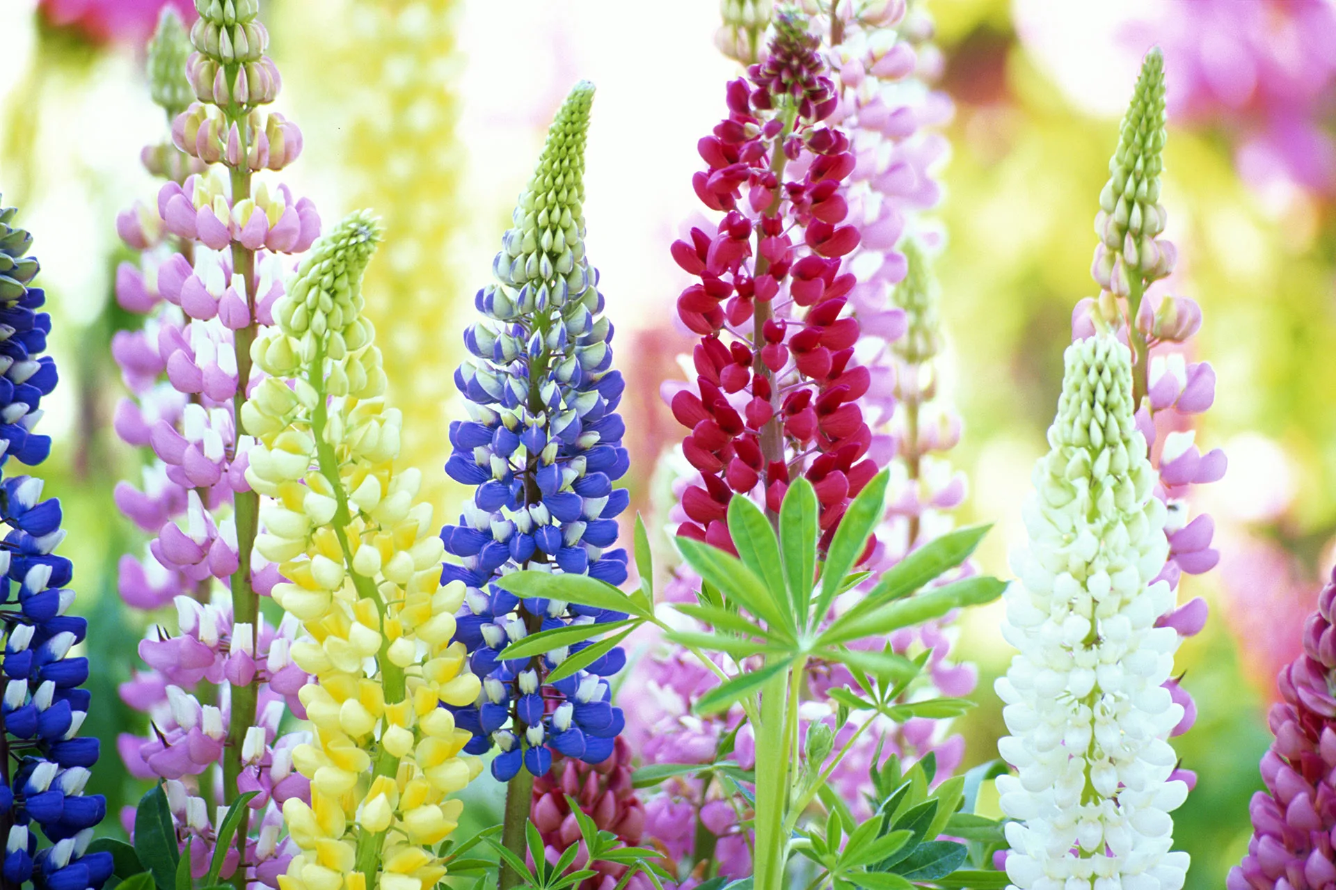 Colorful lupine flowers with spikes in shades of pink, blue, yellow, and white against a soft-focus green background.