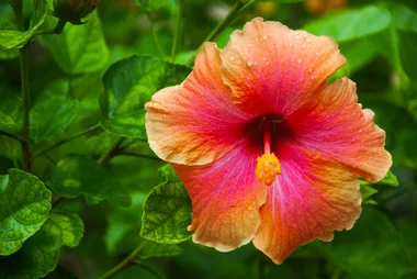 Bright orange and pink hibiscus flower with raindrops, surrounded by green leaves.