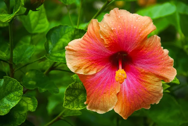Bright orange and pink hibiscus flower with raindrops, surrounded by green leaves.