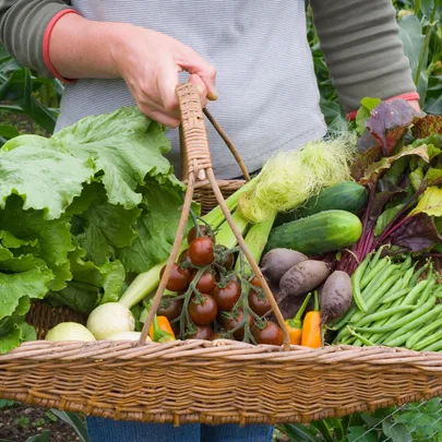 Person holding a large basket of fresh vegetables, including lettuce, cherry tomatoes, cucumbers, and green beans.
