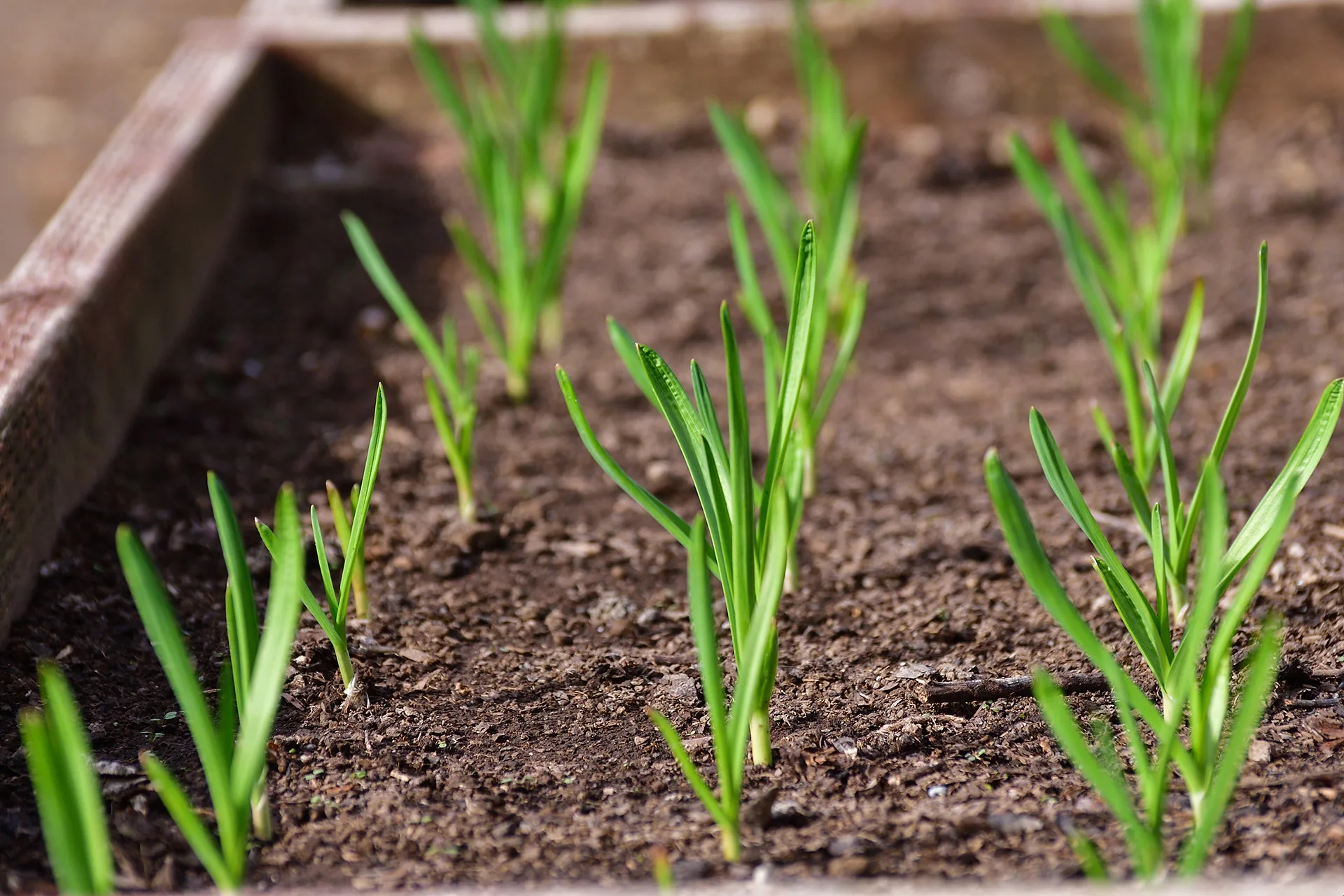 Young garlic plants growing in a garden bed, with green shoots emerging from soil.