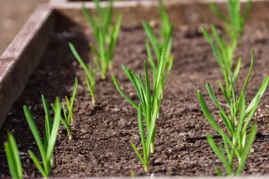 Young garlic plants growing in a garden bed, with green shoots emerging from soil.