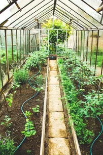 What to grow in your garden this winter