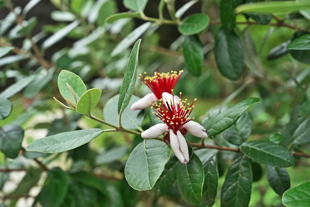 Feijoa plant with green leaves and two white flowers with red centers and yellow stamens.