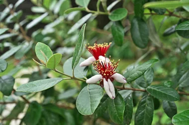 Feijoa plant with green leaves and two white flowers with red centers and yellow stamens.