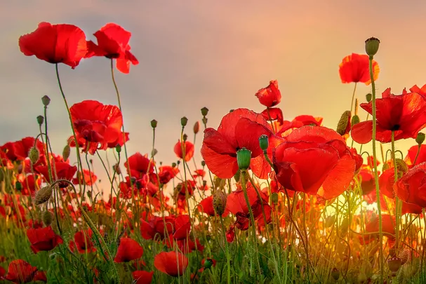Red poppies in a field at sunset, with a warm glow illuminating the delicate petals and green stems.
