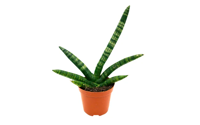 Small Sansevieria plant with long green leaves in a clay pot, on a white background.