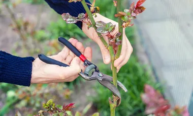 Person pruning a rose bush with pruning shears in a garden.