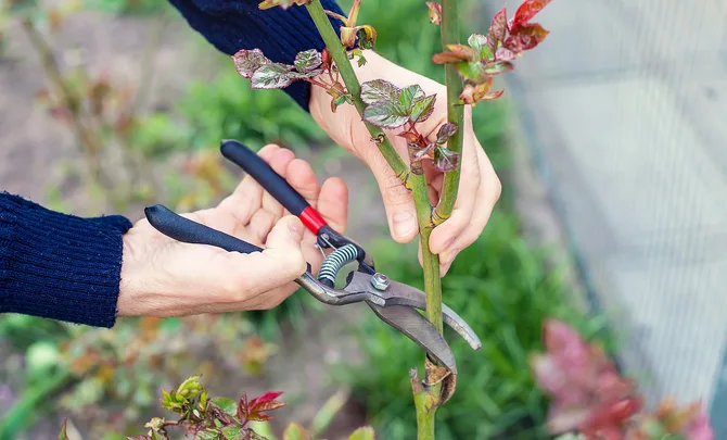 Person pruning a rose bush with pruning shears in a garden.
