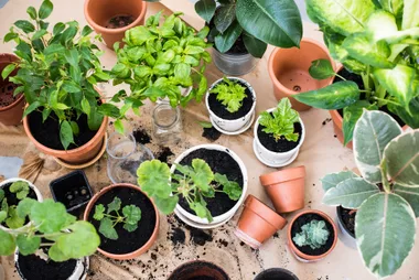 Potted plants and gardening tools on a table with soil scattered around, showcasing various green plants.