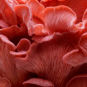 Close-up of pink oyster mushroom gills displaying intricate and textured patterns.
