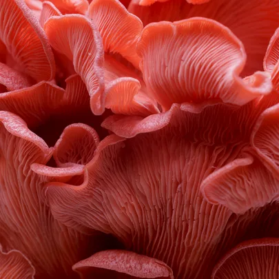 Close-up of pink oyster mushroom gills displaying intricate and textured patterns.