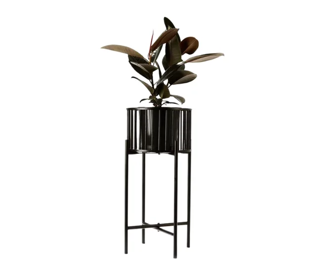 A rubber plant in a modern black metal planter on a tall stand.