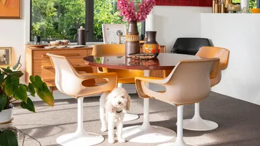 Mid-century modern dining room with orange chairs, round table, pink flowers, and a small fluffy dog underneath.